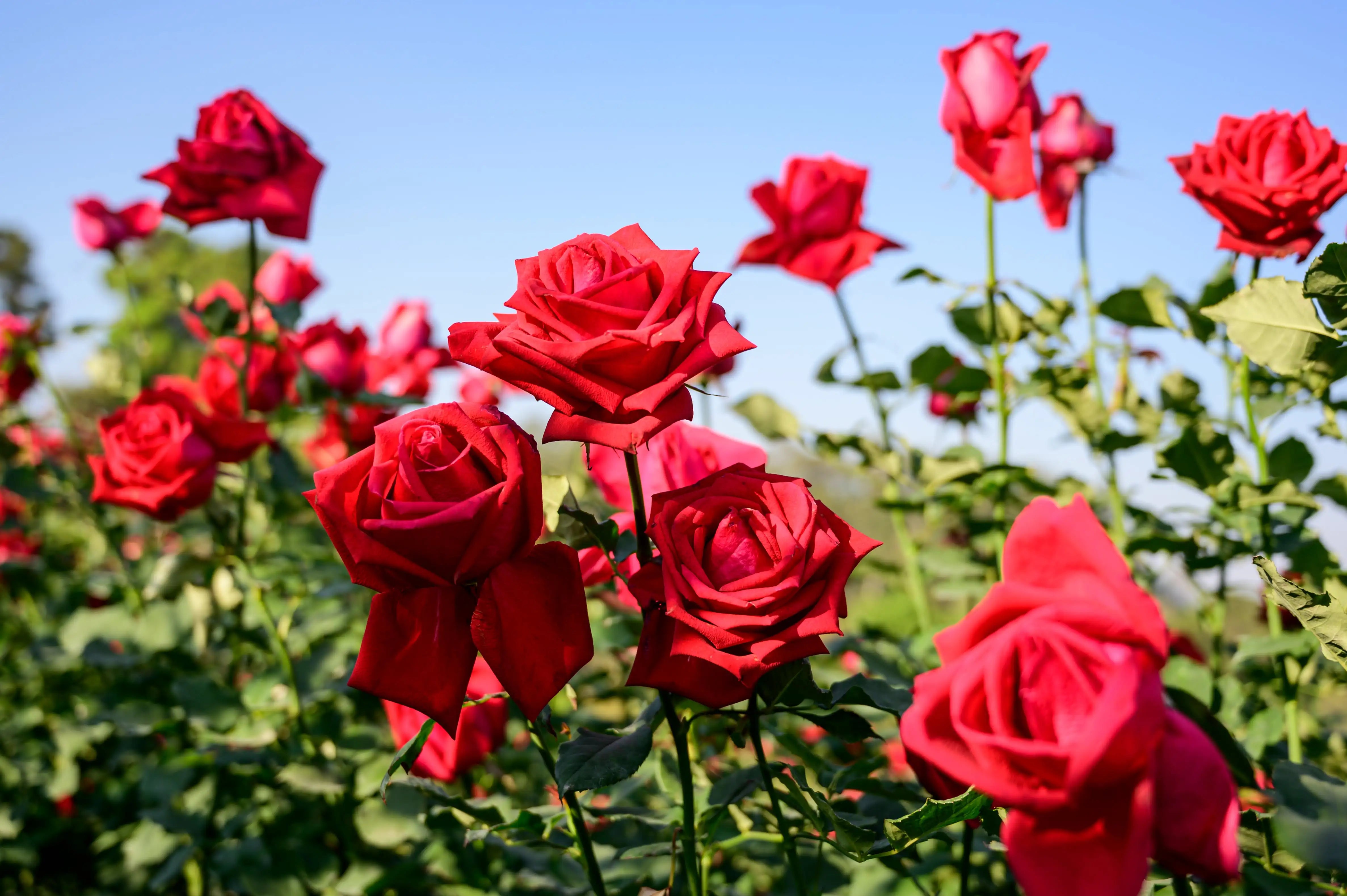 What Is a Rose Toy Meme? The TikTok Trend Explained